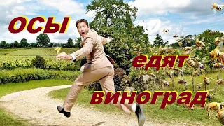 Простейший способ защиты винограда от ос