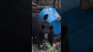 Black Bear Making Some Noise