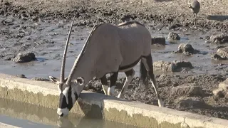 BOWHUNTING In NAMIBIA AFRICA!! {EKUJA SAFARIS}