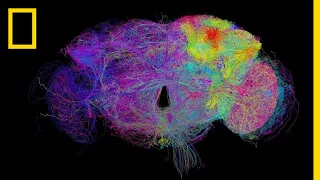 Tour a Fly Brain in Stunning Detail | National Geographic