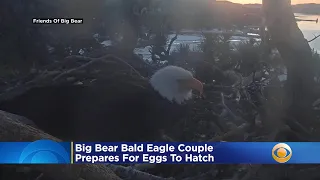 Big Bear Bald Eagle Prepares For Eggs To Hatch