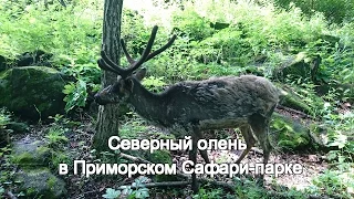 Северный олень в Приморском Сафари парке