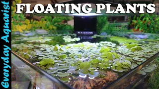 FLOATING PLANTS: 6 Reasons You SHOULD ADD Them To Your Aquarium