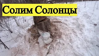 Солим Солонцы. Готовим Солонец к сезону. Зажало пилу.