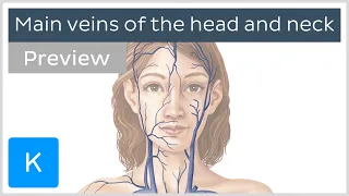 Main veins of the head and neck (preview) - Human Anatomy | Kenhub