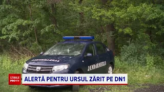 Ursul din Ciolpani a fost văzut din nou. Autoritățile au pornit o operațiune de căutare