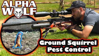 Ground Squirrel Hunting | Daystate Alpha Wolf | Air Gun Hunting