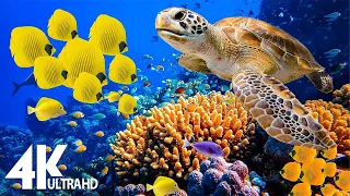4HRS of 4K Turtle Paradise - Undersea Nature Relaxation Film + Relaxing Music by Dream Life