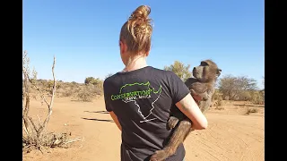 Wildlife volunteering at the Namibia Wildlife Sanctuary