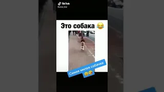 СоБаЧкА  КоТоРая так МиЛо БеЖала на Задних ЛаПах..