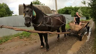 ЖЕРЕБЕЦЬ НА ПАРОВКУ В 📍Мілі́єве 