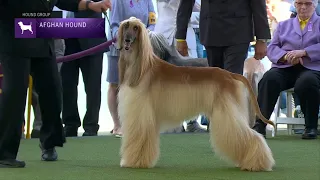 Afghan Hounds | Breed Judging 2023