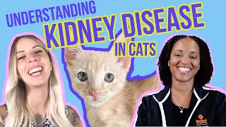 Understanding Kidney and Urinary Health in Cats