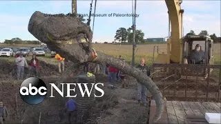 Farmer Finds Wooly Mammoth Remains in Soy Field