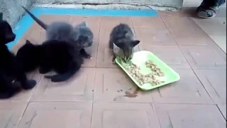 Kitten doesn't want to share her food.