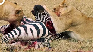 There is Never Any Escape from the Lion! The Zebra Hunt of Wild Lions | Animal Armory Episode 3