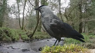 The soothing sound of the stream and the beautiful birdsong give you a feeling of peace