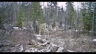 Trail Camera Video – April 6, 2024