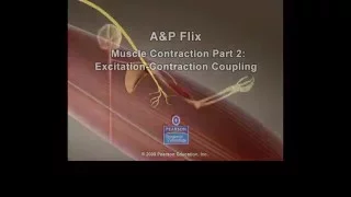 Muscle Excitation Contraction Coupling