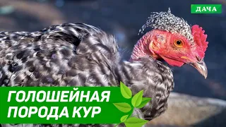 Энциклопедия домашних животных №10 - Голошейная