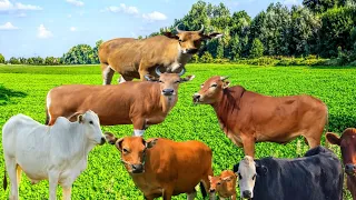 sapi' lembu lucu jinak berkeliaran di ladang lagi cari makan bersama teman teman nya,42
