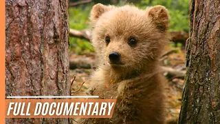 Wild Forests – In the Homes of the Mighty Moose, Clever Wolves and Curious Bears | Full Documentary
