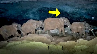 Each Night These Elephants Head To The Cave. People Followed Them And Found Something Incredible