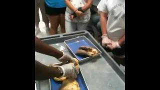 BIO 2402 Heart Dissection