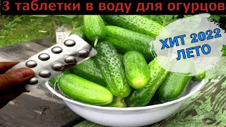 Огурцы с ума сходят от 3 таблеток этого! Прут во всю и плодоносят без остановки до осени!