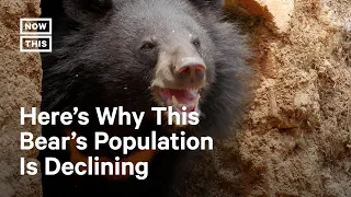 Asiatic Black Bear Population in ‘Vulnerable’ State