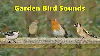 Garden Bird Sounds Spectacular - 8 HOURS ✅