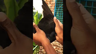 Black hungarian high flyer budapest. #exoticbird #pigeon #sakib&exoticbirds
