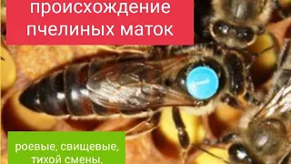 Происхождение пчелиных маток. Свищевые, роевые, тихой смены, искусственные. В.Г. Кашковский