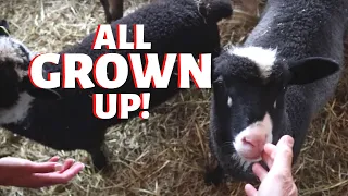 HOW DID THEY DO?? (Final Results for the December Lambing Group):  Vlog 249