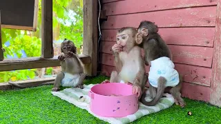 Monkey DoDo Eating Logan