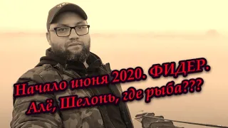 Река Шелонь. Начало июня 2020. Фидерная ловля. Рыбалка.