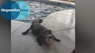 Monster 2.7 metre alligator found in Florida family's swimming pool