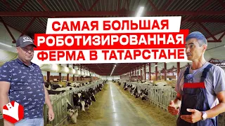 Самая большая роботизированная ферма в Татарстане | Молочное животноводство | Обзор хозяйства