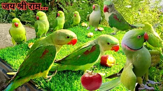 Parrot talking video|Parrot sound|Parrot Voice|Amazing parrot talking videos|@ParroTube