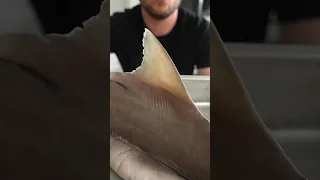 Would You Eat Shark?