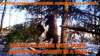 Hunting and fishing.Marten hunting with traps.Marten got caught in a trap. Охота и рыбалка.