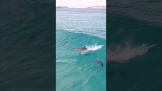 Incredible Dolphin Moment - Amazing Dolphins doing Spinner Jumpings || Beautiful Moments