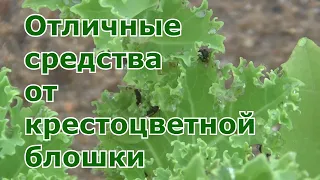 Как спасти посадки от крестоцветной блошки. Проверенные народные методы борьбы от вредителя капусты.