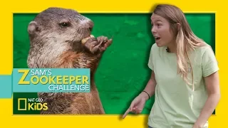 Priscilla the Baby Groundhog | Sam's Zookeeper Challenge