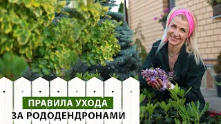 Рододендроны. Правила обрезки и ухода после цветения