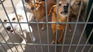 Abgabewelle nach Lockdown: „Wir können diese Flut an Hunden nicht mehr aufnehmen“