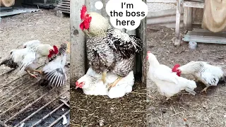 Roosters who love to work