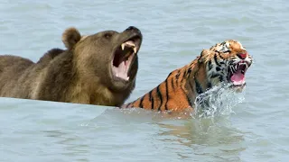الدب العملاق يحطم النمر ويذيقه مرارة الهزيمة - عندما تفقد النمور هيبتها!
