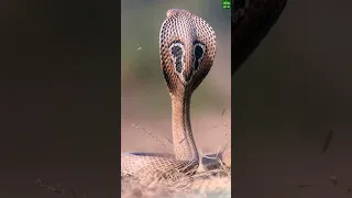 King Cobra Snake #NischalNature #2023shorts #shorts #shortsvideo #shortsyoutube #viralshorts