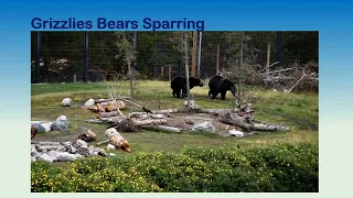 Grizzlies Bears Sparring